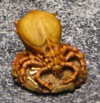 Jim Bones Prairie Tick Queen&nbsp;IMG_3645